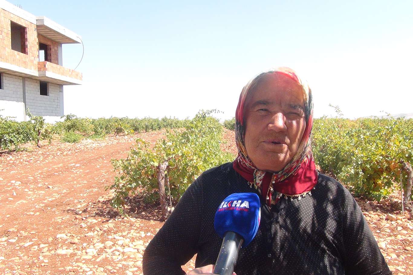 Üzümün pekmez ve pestil olma yolculuğu başladı